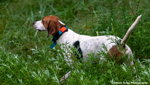 MG_0045 – Green Creek Hounds